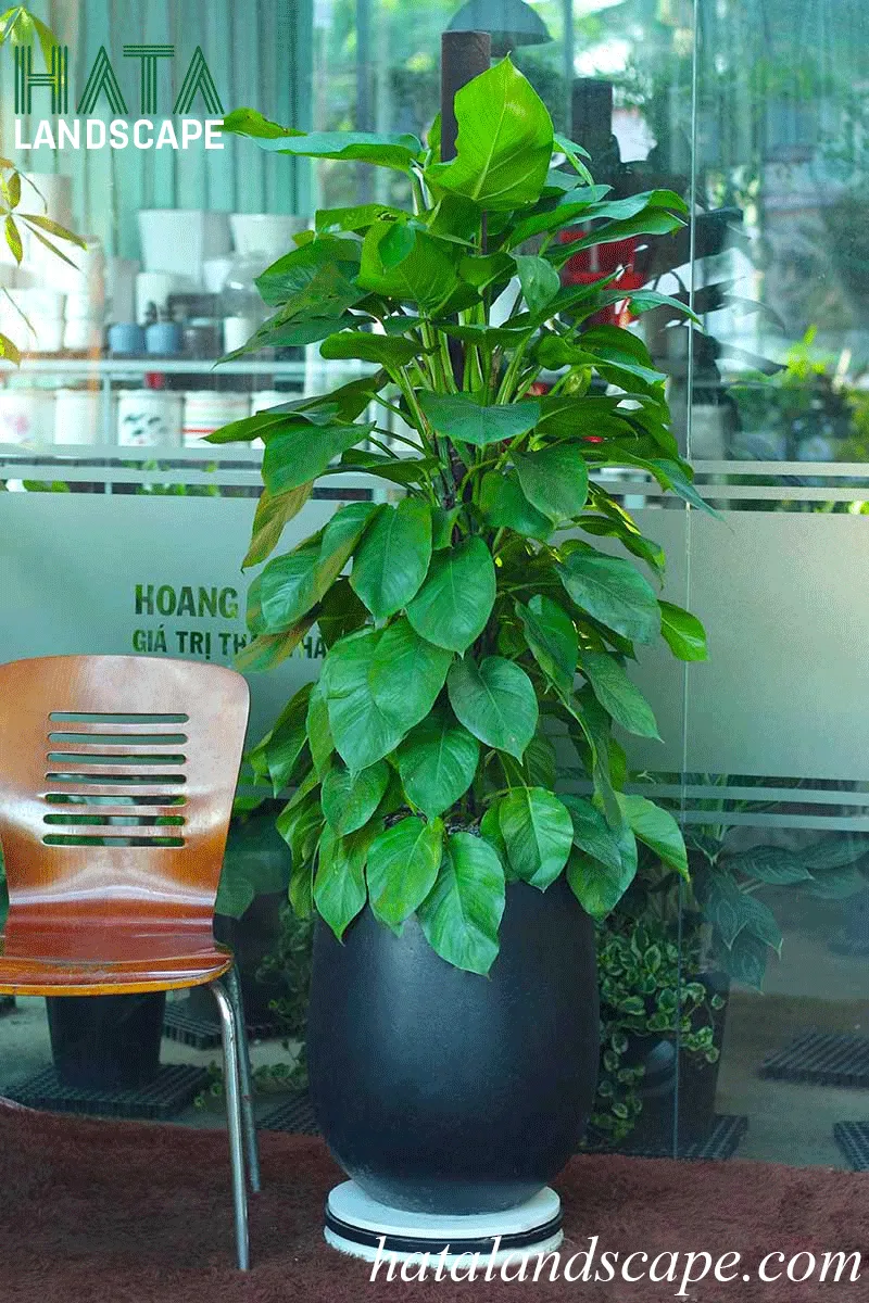 Trầu Bà Cẩm Thạch