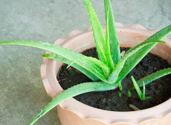 Cây Nha Đam lá dày mọng nước đặt trên bàn làm việc