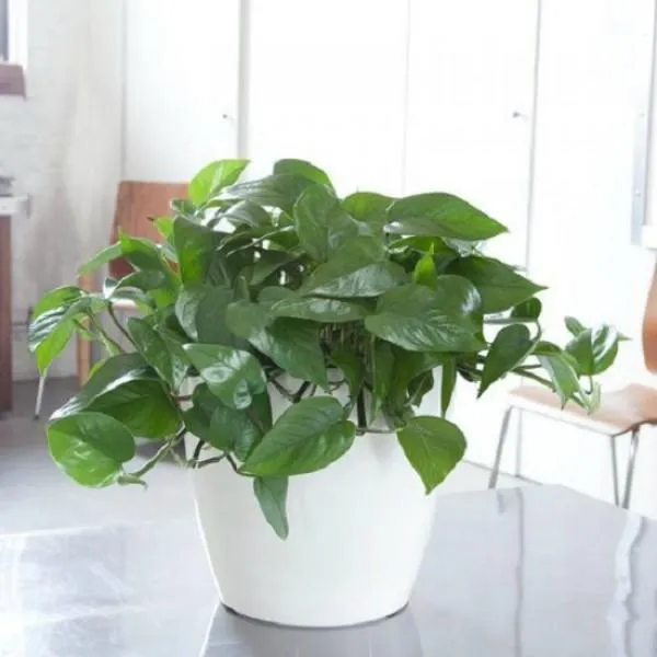 Cây Trầu Bà leo tường với tán lá xanh mát