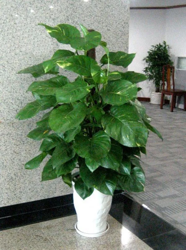 Chậu Cây Vạn Niên Thanh với lá xanh đốm trắng