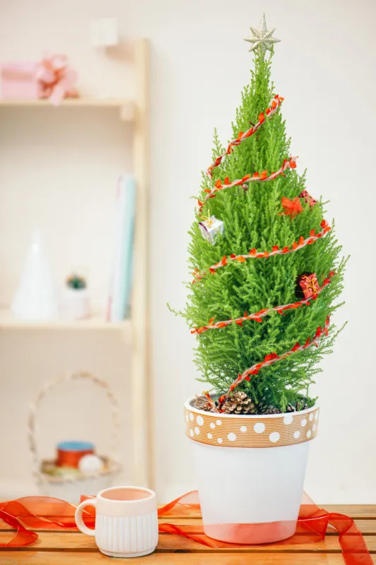 Cây Tùng thơm cỡ nhỏ dùng trang trí bàn làm việc Giáng Sinh