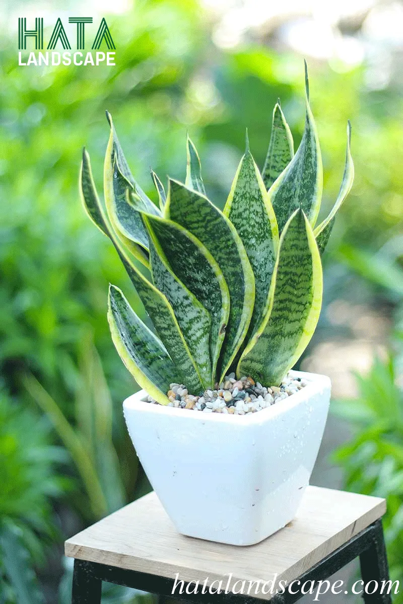 Lưu ý về độc tính nhẹ của cây lưỡi hổ