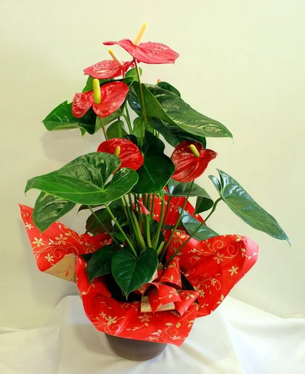 Cây Hồng Môn với hoa đỏ rực rỡ, mang ý nghĩa may mắn