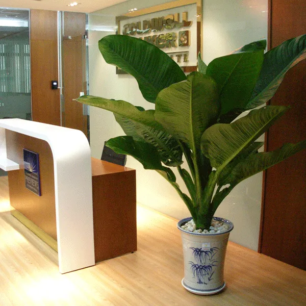 Chậu Đại Phú Gia lá to, biểu tượng cho sự sung túc