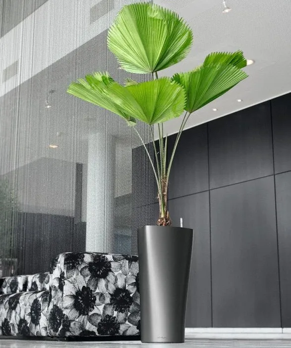 Cây Cọ Nhật lá xòe rộng, thu hút vượng khí