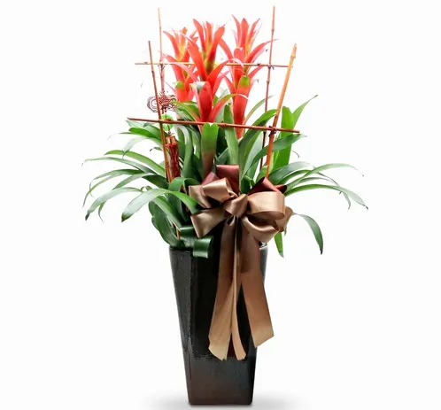 Cây Phong Lộc Hoa với chồi hoa đỏ rực rỡ