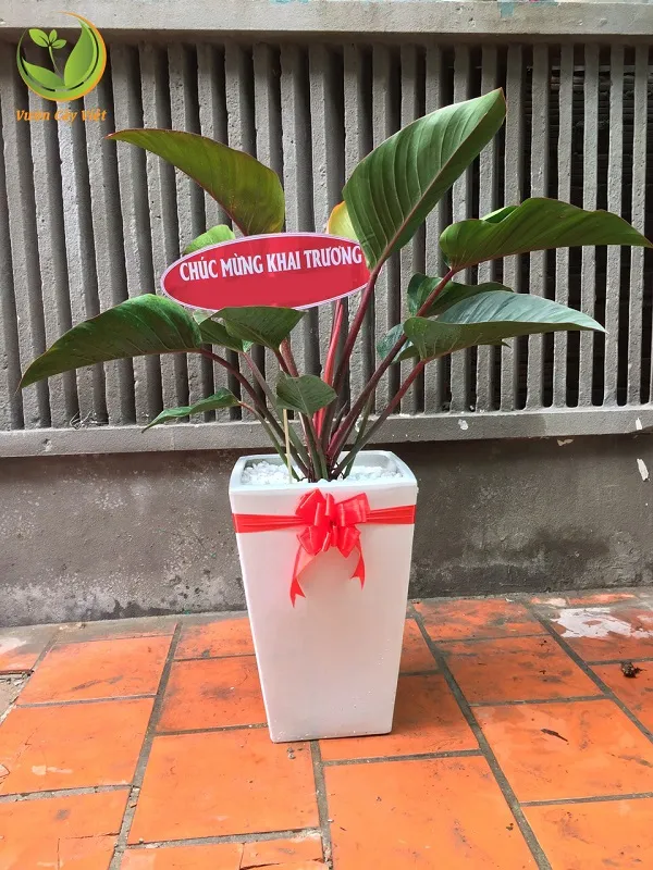 Chậu Trầu Bà Đế Vương Đỏ phù hợp với gia chủ mệnh Thủy và Mộc