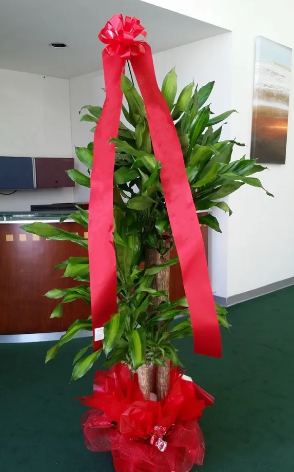 Cây Thiết Mộc Lan với thân gỗ và lá xanh viền vàng