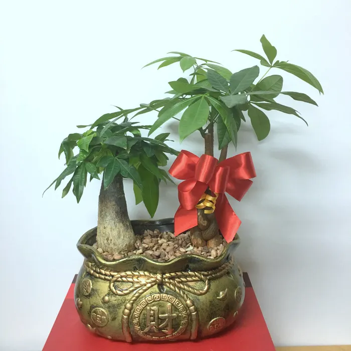 Chậu Kim Ngân Bím thể hiện sự gắn kết và bền vững về tài lộc
