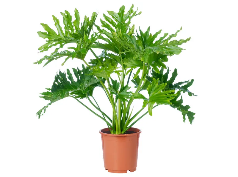 Cây Trầu Bà Thanh Xuân có lá xẻ độc đáo, mang lại may mắn trong kinh doanh