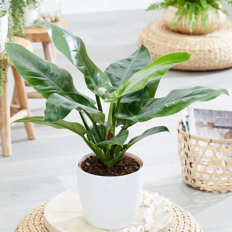 Cây Trầu Bà Đế Vương Xanh lá to, thể hiện quyền uy