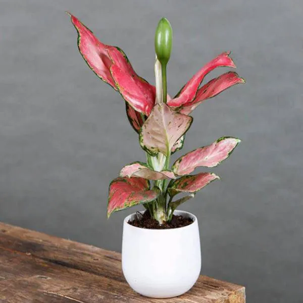 Cây Vạn Lộc mang ý nghĩa phong thủy tốt đẹp về tài lộc