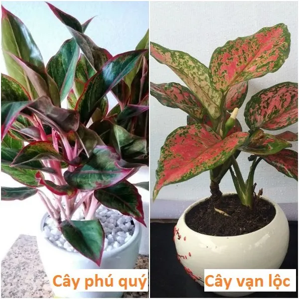 So sánh đặc điểm nhận dạng của cây Vạn Lộc và cây Phú Quý