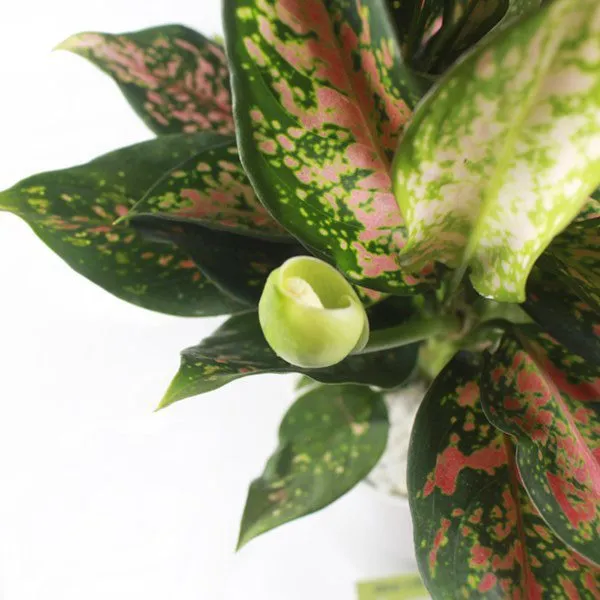 Hoa của cây Vạn Lộc báo hiệu điềm lành, may mắn