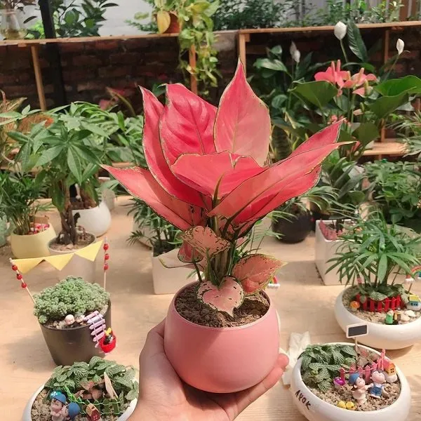 Cây Vạn Lộc được trồng trong chậu đất làm cảnh trên bàn làm việc