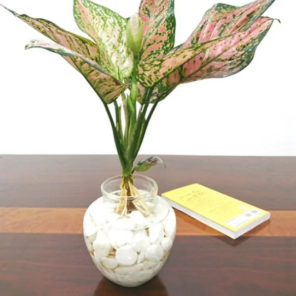 Cây Vạn Lộc trồng theo phương pháp thủy sinh trong bình thủy tinh