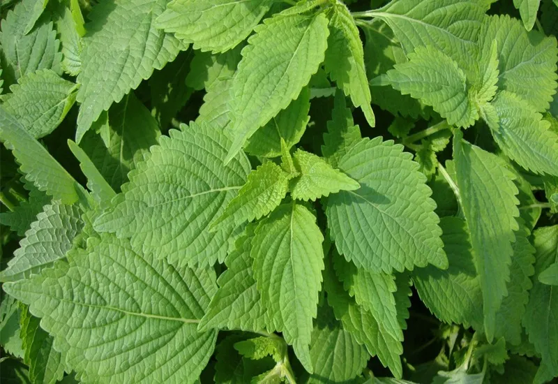 Lá kinh giới giúp giảm triệu chứng của bệnh sốt phát ban