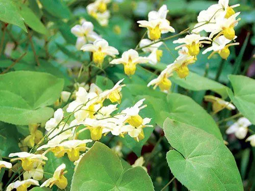 Hình ảnh tổng quan cây Dâm Dương Hoắc