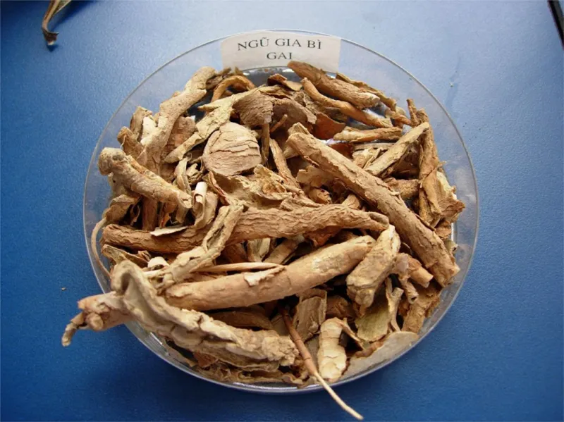 Ngũ gia bì là bài thuốc đông y chữa bệnh hiệu quả