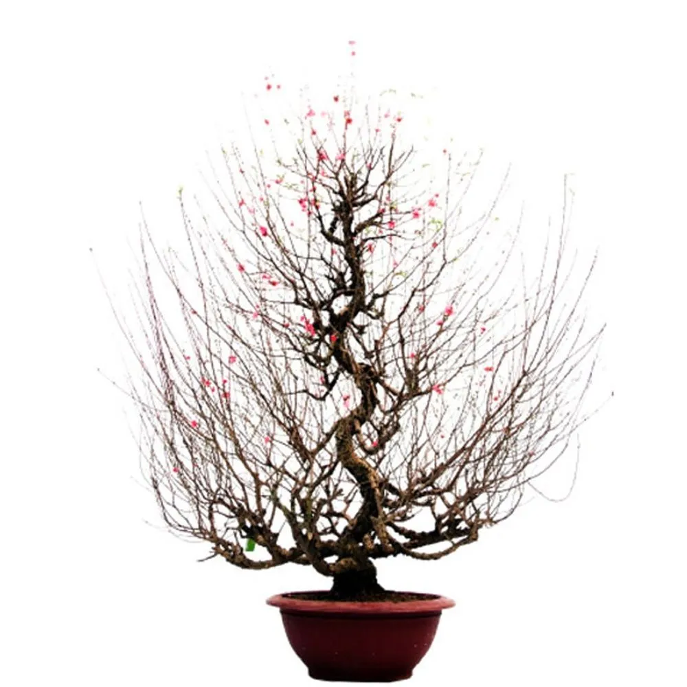 Hình ảnh các kích thước chậu nhựa truyền thống 27, 37, 48, 55, 60