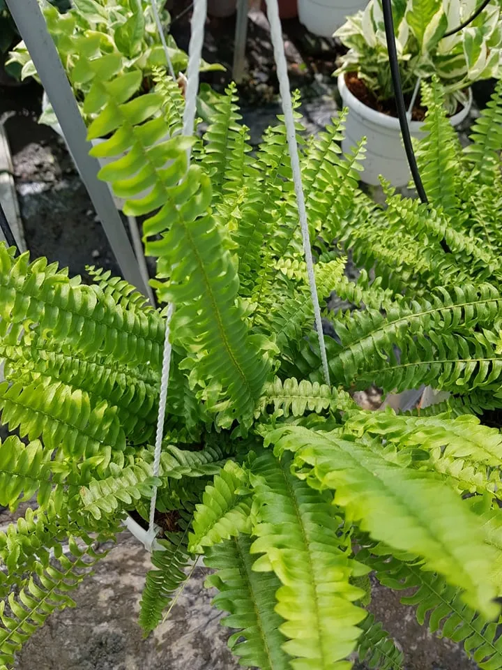 Chậu dương xỉ rậm rạp được chăm sóc trong nhà