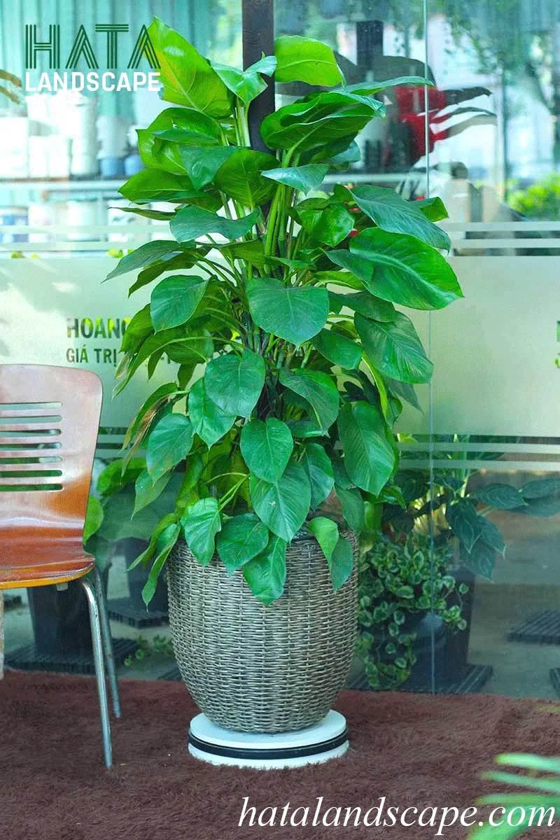 Trầu Bà Cẩm Thạch với sọc trắng vàng