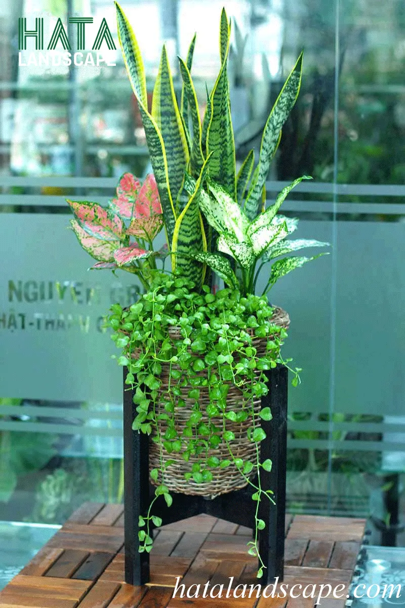 Cây lưỡi hổ trang trí nội thất, làm đẹp không gian