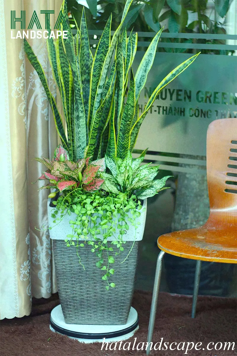 Cây lưỡi hổ mang lại may mắn, tài lộc