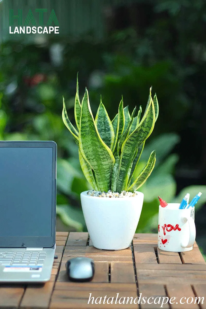 Cây lưỡi hổ hợp mệnh Thổ và mệnh Kim