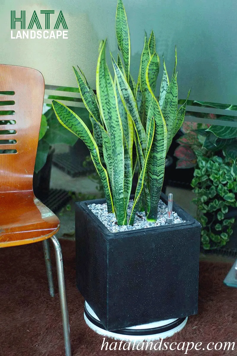 Chậu cây lưỡi hổ để bàn