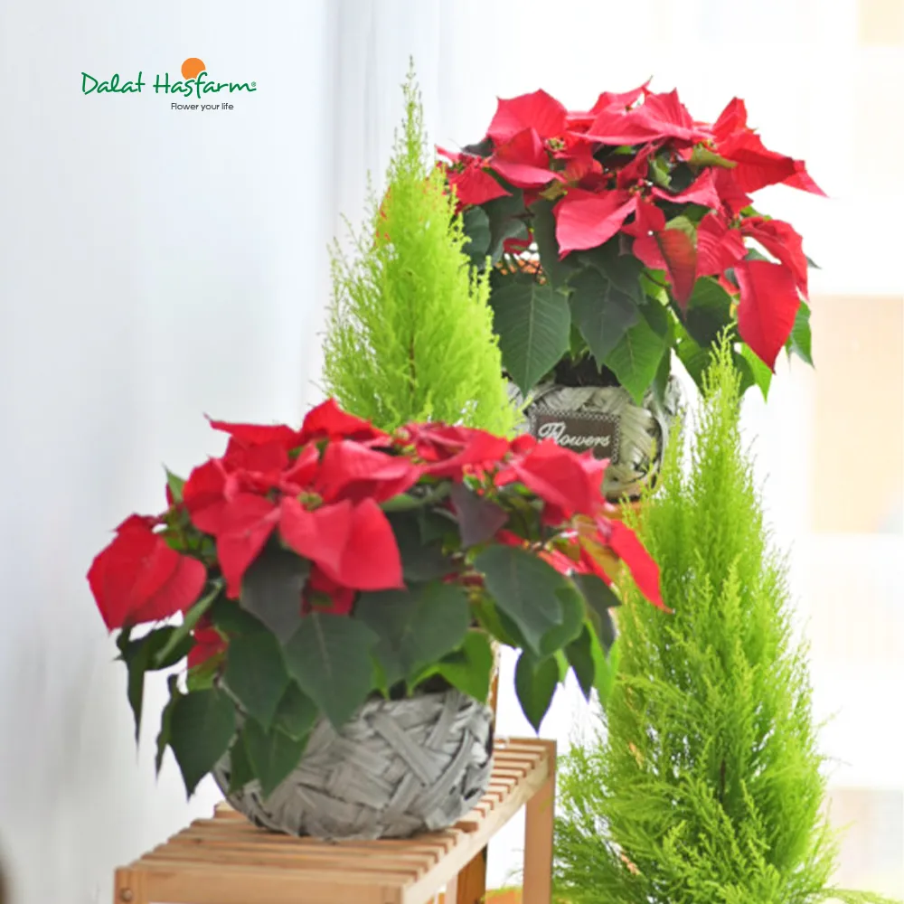 Cây Tùng thơm kết hợp trang trí ngoại thất với hoa Trạng Nguyên