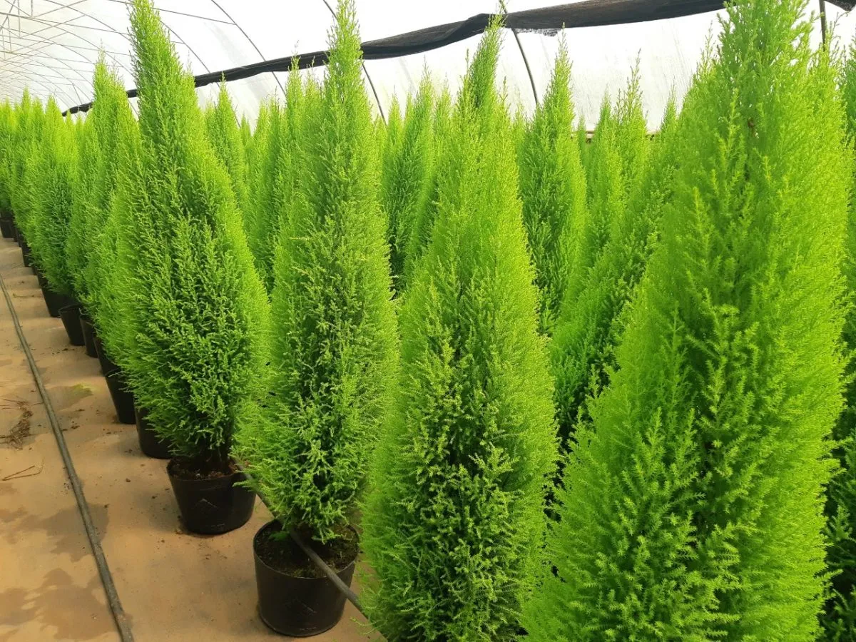 Lá kim và hình dáng tháp xanh mướt của cây Tùng thơm