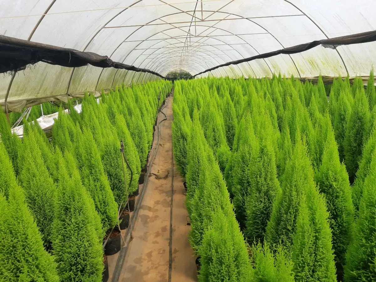 Cây Tùng thơm Goldcrest Cypress màu xanh chuối