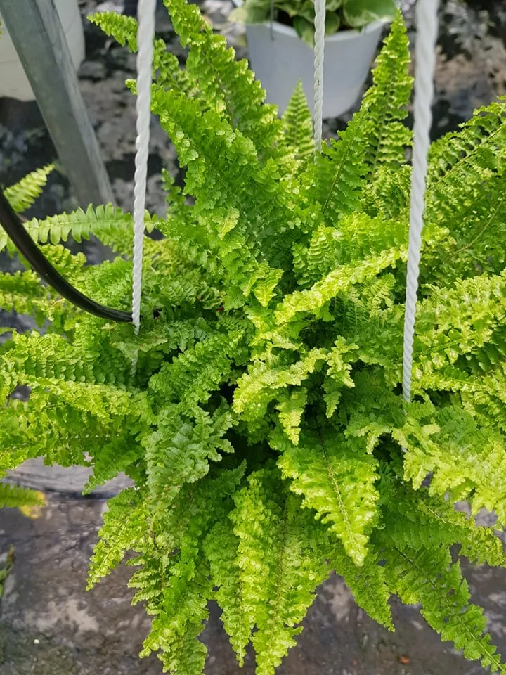 Cận cảnh mặt dưới lá dương xỉ với các ổ túi bào tử