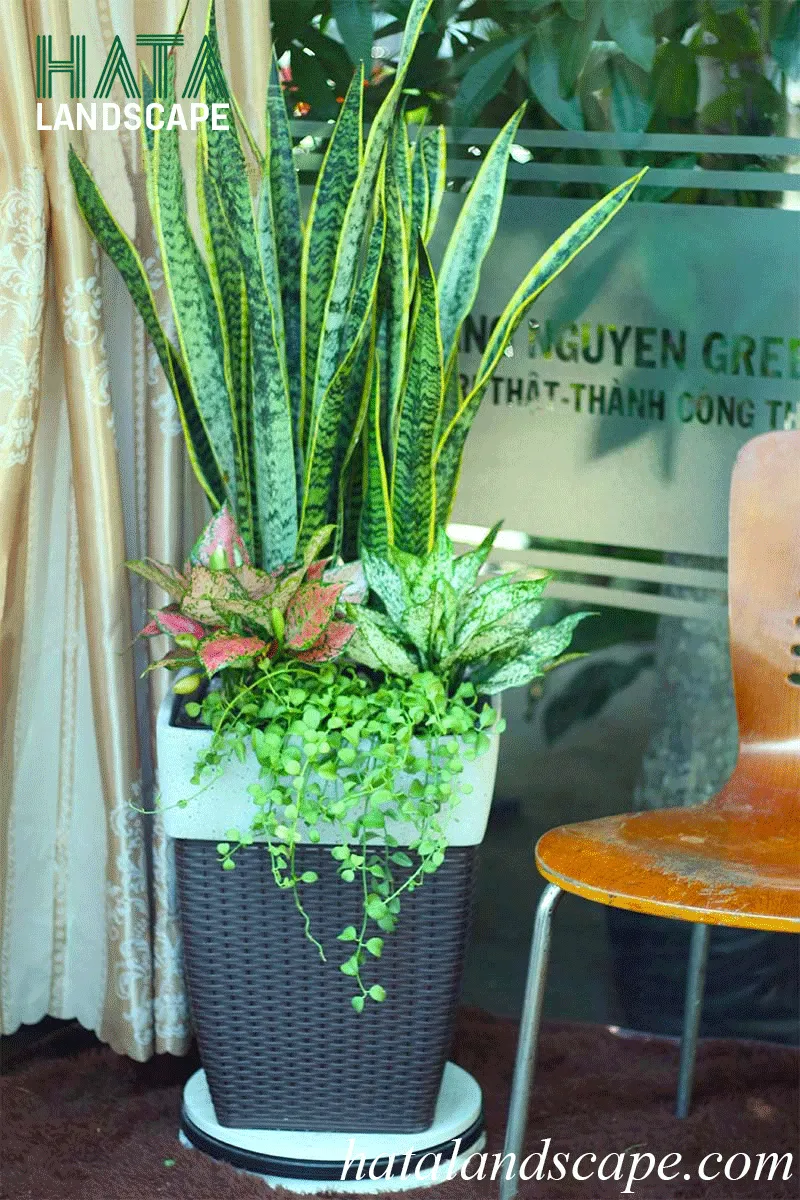 Có nên trồng cây lưỡi hổ trong nhà không