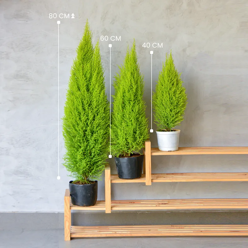 Ba kích cỡ cây Tùng thơm phổ biến cho nhu cầu trang trí