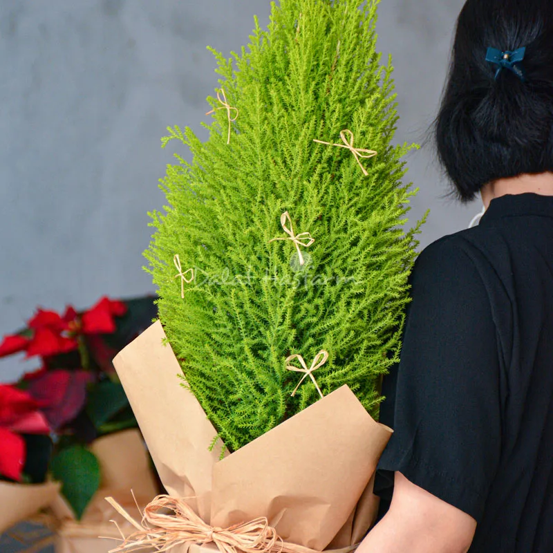 Tùng thơm được đóng gói làm quà tặng Giáng Sinh ý nghĩa