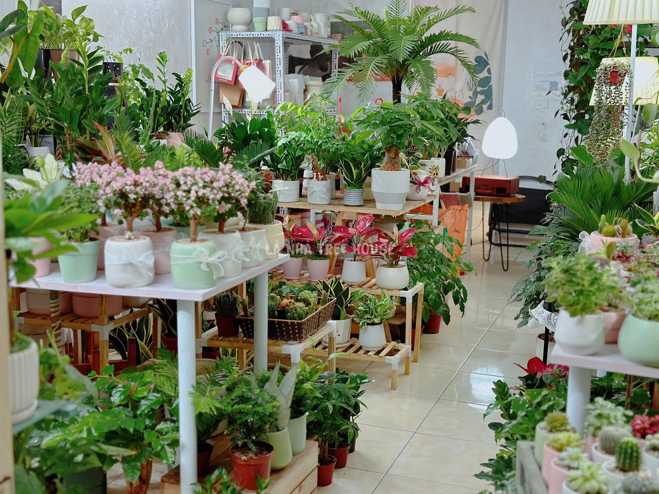 Bộ sưu tập đa dạng các loại cây cảnh trang trí nội thất trong nhà