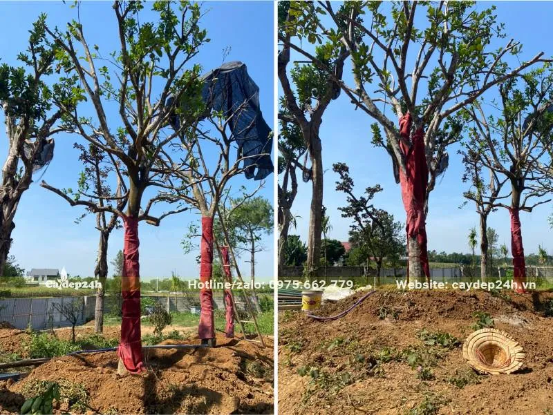 Cây Bưởi cổ thụ dâm ủ, thân được quấn lưới, bao tải giữ ẩm