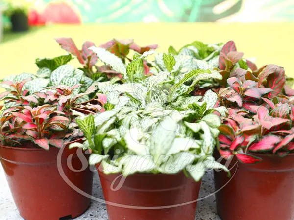 Cách tưới nước và chăm sóc cây may mắn trong chậu