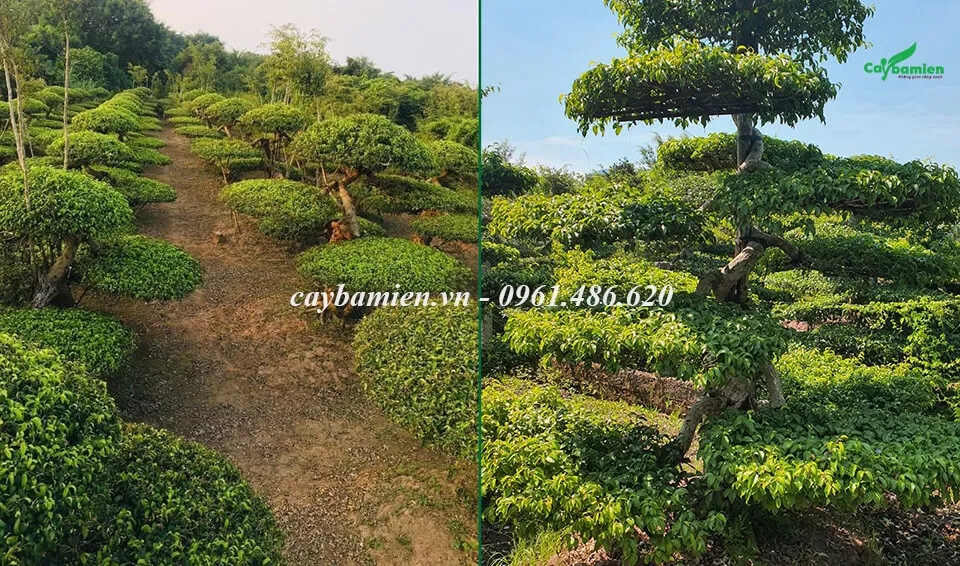 Mua cây Sanh Nam Điền đẹp, giá tốt