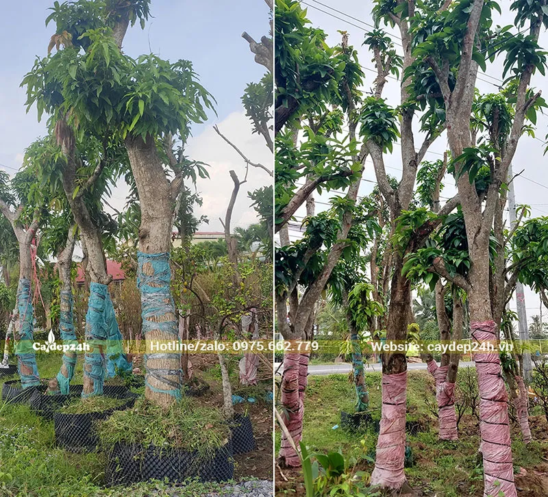 Vườn dâm ủ cây Xoài cổ thụ đường kính gốc từ 20cm trở lên