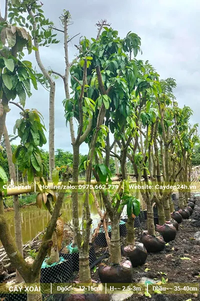 Hàng cây Xoài công trình đã dâm ủ, cao 2-2.5m, đường kính gốc 10cm
