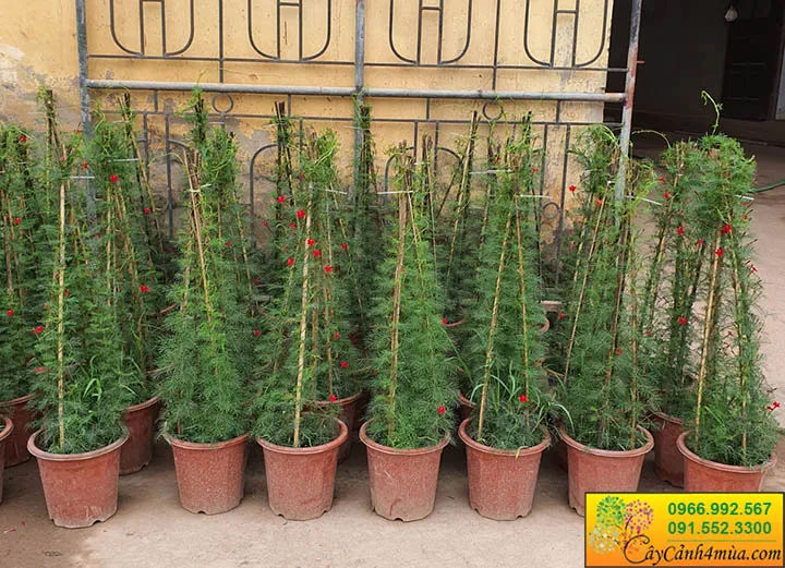 bán hoa sao đỏ leo