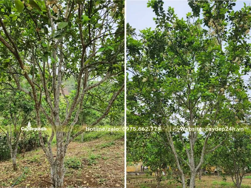 Vườn cây lớn hàng trăm gốc, cây cao 4 – 5m, đường kính gốc 18cm