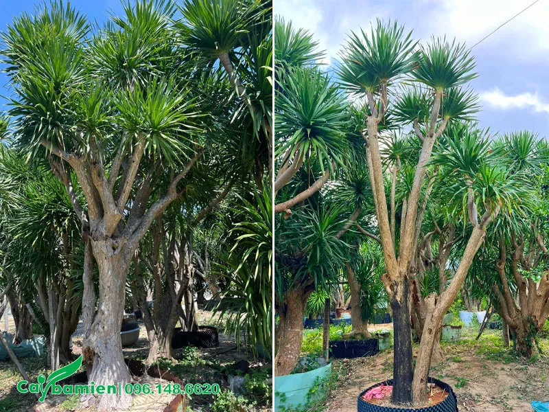 Những cây cảnh Phát Tài Núi cao 3 - 4m trồng công trình