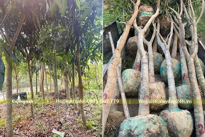 Quy trình bứng nóng và cắt tỉa cành Xoài tại vườn để vận chuyển