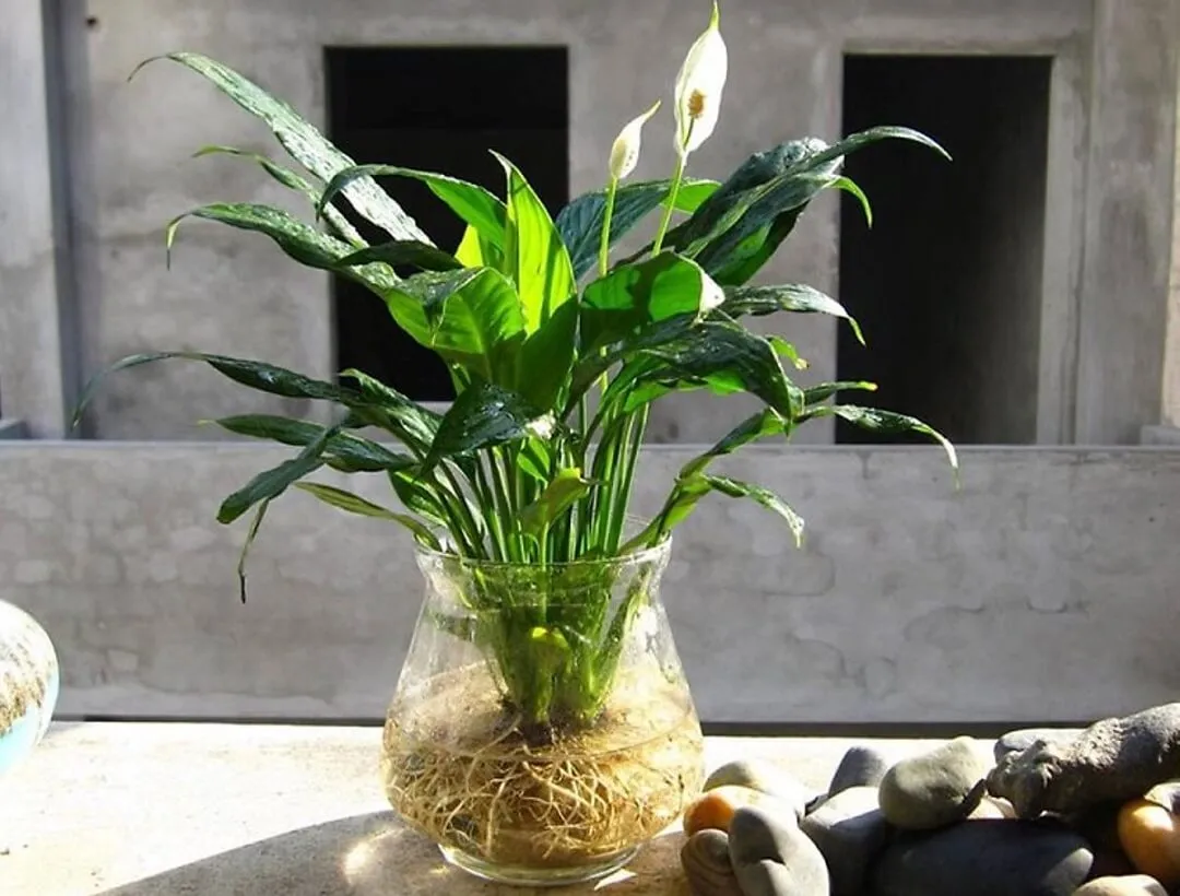 Cây Bạch Môn (Lan Ý) đang được trồng trong bình thủy sinh