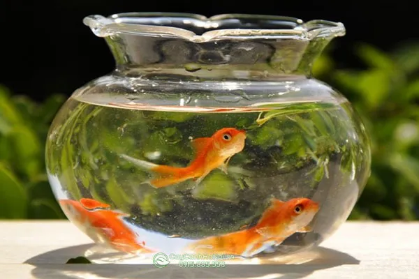 Bình thủy tinh nuôi cá cảnh nhỏ