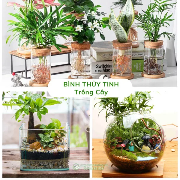 Bình thủy tinh trong suốt trồng cây cảnh mini